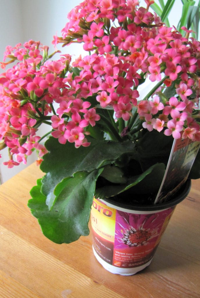 Using Mini Chalkboard Signs in Flower Pots