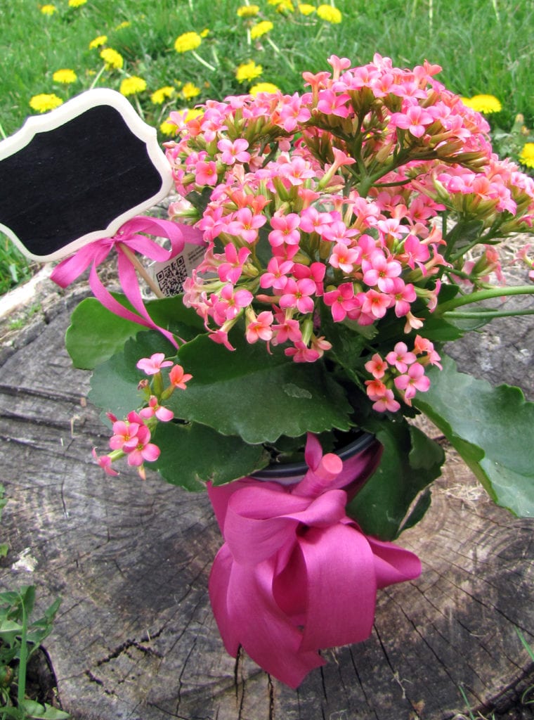 Using Mini Chalkboard Signs in Flower Pots